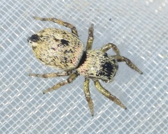 Heliophanus agricola