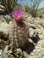 Thelocactus bicolor bicolor