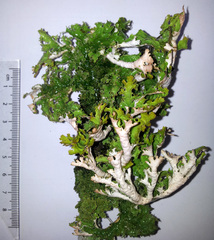 Pseudocyphellaria chloroleuca image