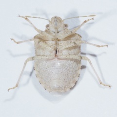 Tepa