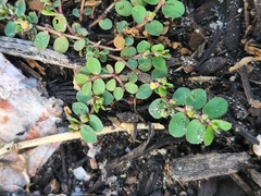 Image of Euphorbia prostrata