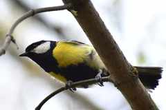 Parus major