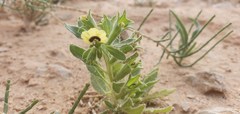 Hyoscyamus pusillus