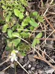 Cardamine hirsuta