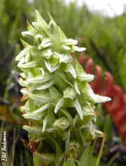 Brachystele unilateralis