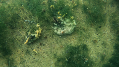 Choromytilus meridionalis