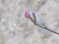 Onobrychis caput-galli