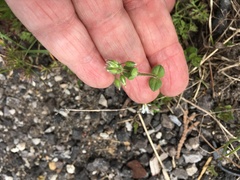 Cardamine hirsuta