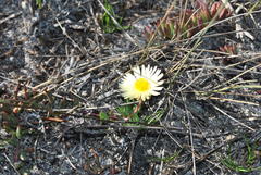 Lampranthus reptans