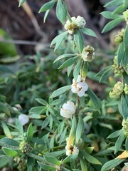 Pollichia campestris