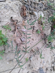 Onobrychis caput-galli