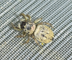 Heliophanus agricola