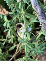 Pollichia campestris