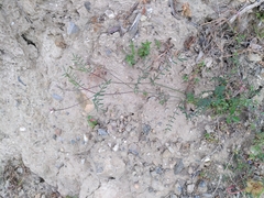 Onobrychis caput-galli