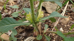Triosteum angustifolium