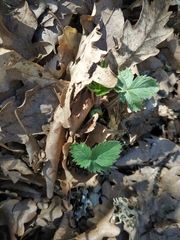 Potentilla micrantha