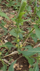 Triosteum angustifolium