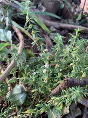 Pollichia campestris