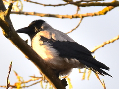 Corvus cornix