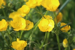 Ranunculus bulbosus