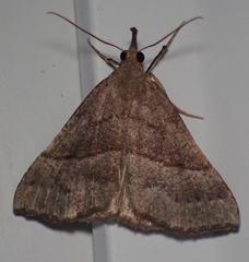 Hypena atomaria