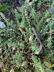 Pollichia campestris