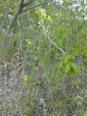Erysimum pseudorhaeticum