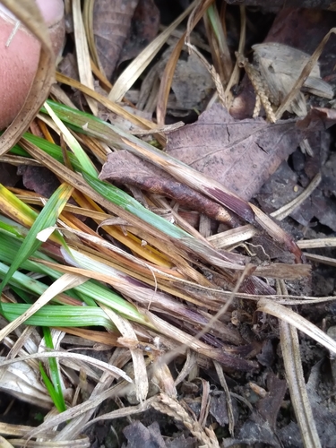 Image of Carex gracilescens by (c) Scott Ward, some rights reserved (CC BY)