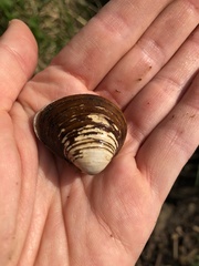 Corbicula fluminea