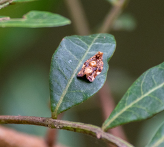 Argyrotaenia sphaleropa