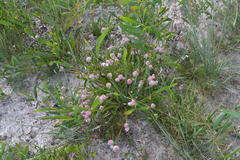 Serruria trilopha