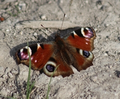 Aglais io