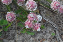 Serruria trilopha