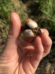 Corbicula fluminea