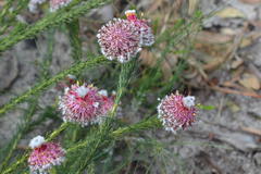 Serruria trilopha