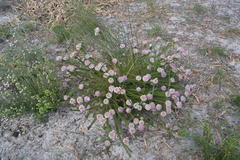 Serruria trilopha