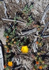 Lampranthus explanatus
