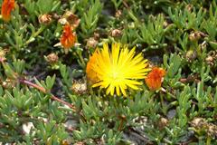 Lampranthus explanatus