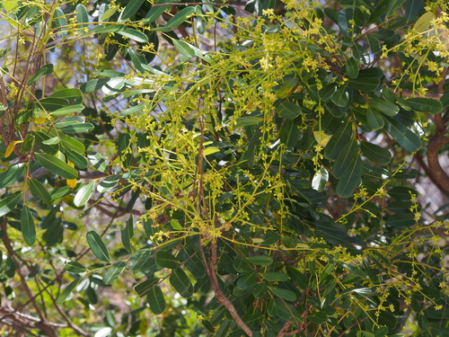 Simarouba amara - Whole tree