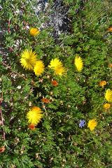 Lampranthus explanatus