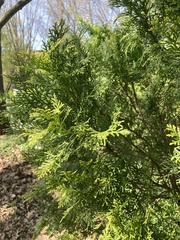 Calocedrus