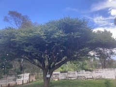 Vachellia karroo