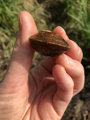 Corbicula fluminea