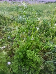 Anthriscus cerefolium