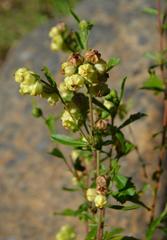 Hermannia hyssopifolia