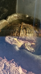 Terrapene carolina bauri