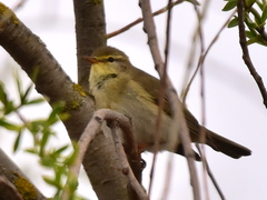 Phylloscopus trochilus