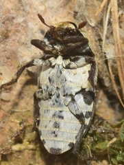 Dermestes frischii
