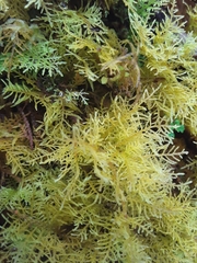 Thuidium peruvianum