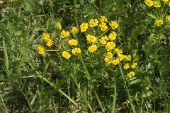 Coccinella septempunctata